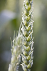 Blühende Ähre © Marco Borchardt