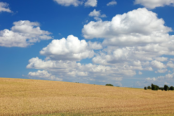 Field of wheat and blue sky with clouds, Europe.