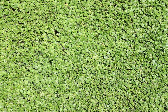 Green duckweed as textured background or backdrop.