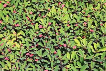 Fototapeta na wymiar Green bush with pink flowers as textured background or backdrop.