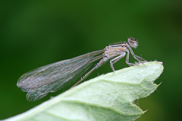 damselflies