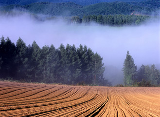 耕地と朝霧