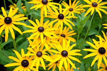 Sonnenhut - Rudbeckia