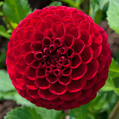 Dahlie - Dahlia