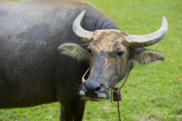 watterbuffalo in thailand