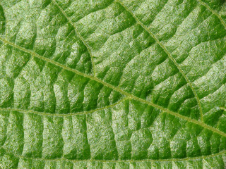 Leaf macro