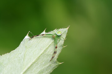 crab spider