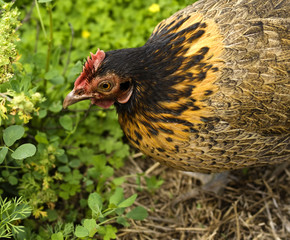 Spring chicken Bantam Hen
