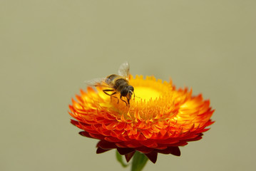 Abeille sur une fleur