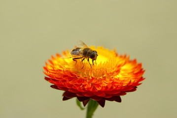 Abeille sur une fleur