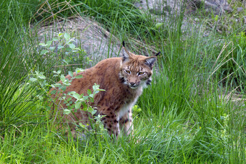 Luchs - Jäger des Waldes