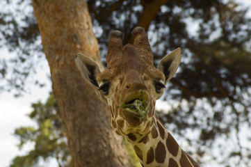 Portrait of a young giraffe (Giraffa camelopardalis)