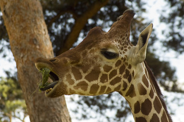 Portrait of a young giraffe (Giraffa camelopardalis)