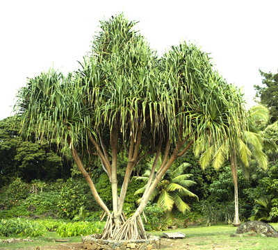 Hawaiian hala tree