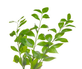 Green branch isolated