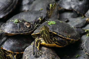 Tortuga ,Atocha Madrid