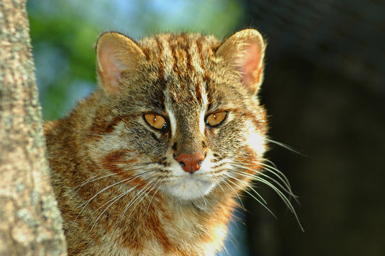 Amur leopard cat (Prionailurus bengalensis euptailurus)