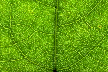 Surface of green leaf