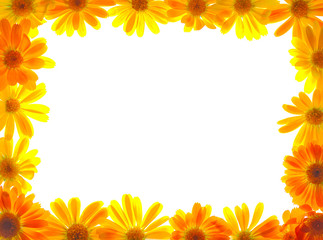 Obraz premium floral frame