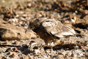 Alimoche semiadulto