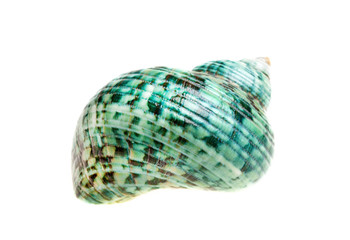 Schneckenhaus isoliert auf weiss