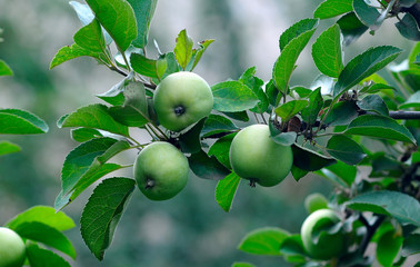 three green apples on a tree