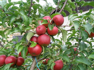 apples on apple tree