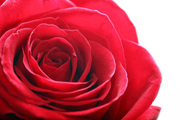 Red Rose Closeup