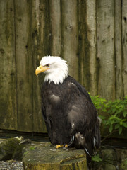 Bald Eagle Sitting on his perch