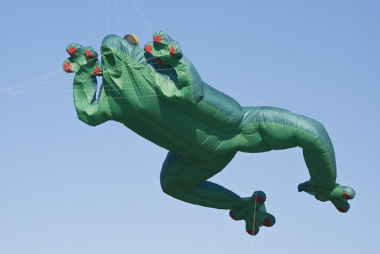 Aquilone Rana