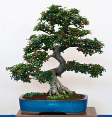 Zwergmispel als Bonsai