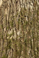oak