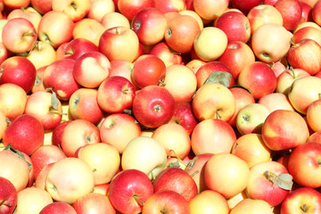 Fresh Bountiful Autumn Harvest