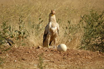 El alimoche rompe huevos