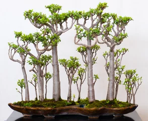 Deurstickers Baobab Crassula naar de Bonsai