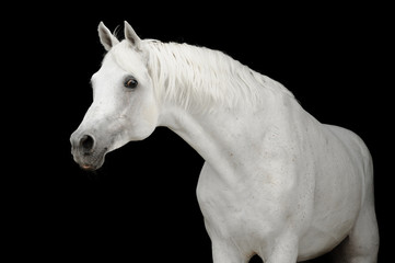 white arabian horse on black backgroud