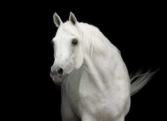 Obraz na płótnie Canvas biały koń arabski ogier portrai na czarno