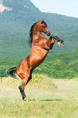 bay arabian stallion rearing - 25762754