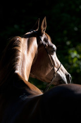 bay arabian horse portrait