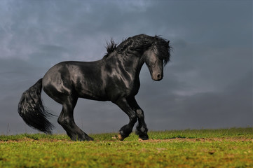 black friesian stallion gallop in sunset