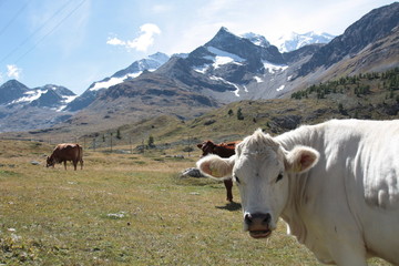 Fototapeta na wymiar Weiße Kuh in den Alpen - White cow in the alps
