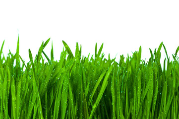 green grass