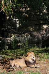 Obraz premium Lion de l'Atlas