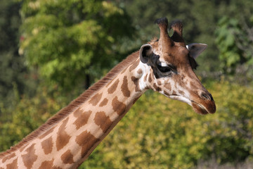 Tête de girafe