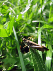 Grasshopper