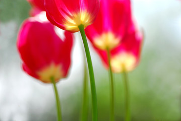 soft image of red tulips