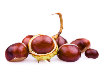 Chestnuts on white background