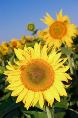 Obraz premium The sunflower