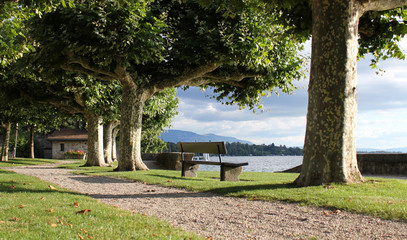 Bench and trees by sunset