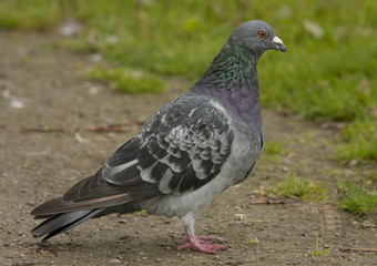 Feral Pidgeon